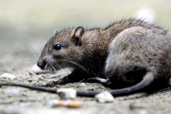 Les rats de Marseille aiment les fils électriques des moteurs.