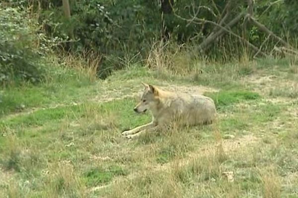 Lozère - le loup poursuit son avancée dans le département - archives