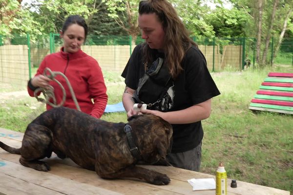 Une pension solidaire vient en aide aux propriétaires de chiens en difficultés