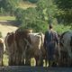 Les agriculteurs ont un service de remplacement en cas de maladie ou de vacances, en Haute-Loire.