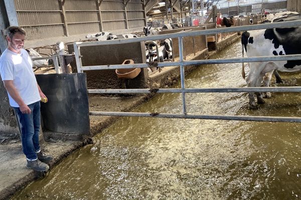 Dans l'élevage de Bruno Calle, de l'eau balaie mécaniquement les urines et les bouses toutes les 3 heures