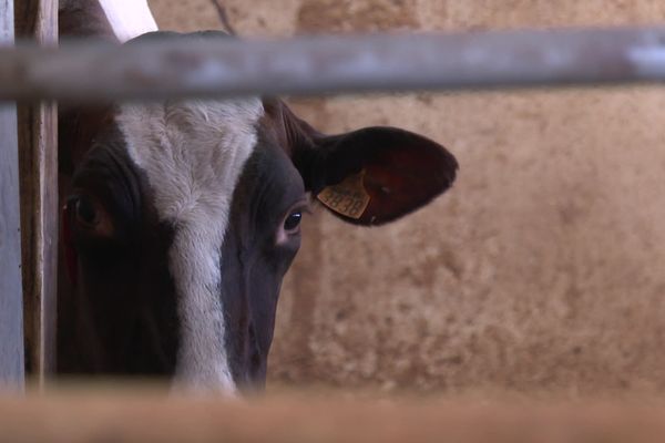 Canicule : les vaches laitières souffrent aussi. Moins de rumination, moins de rendement ...