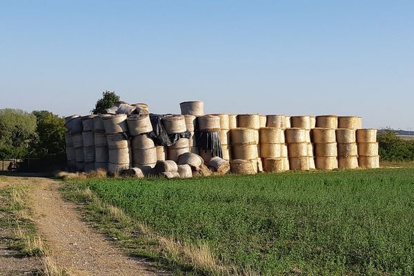 En raison de la sécheresse, les éleveurs de l'Eure pourront utiliser leurs jachères a annoncé le ministre de l'Agriculture, Julien de Normandie.