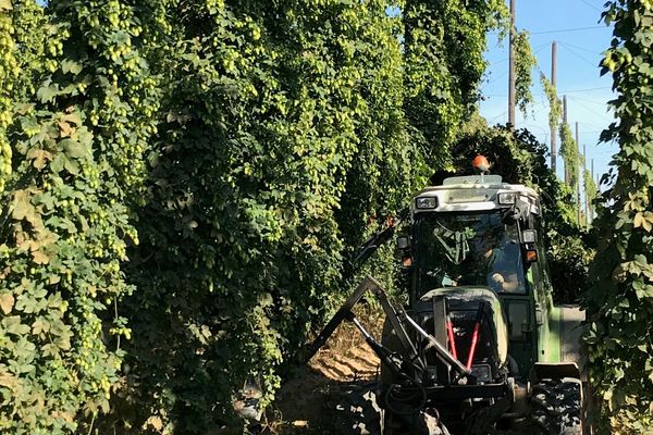 Le houblon est une culture qui demande beaucoup de temps. La famille Pfister y consacre 205 heures de travail/hectare.