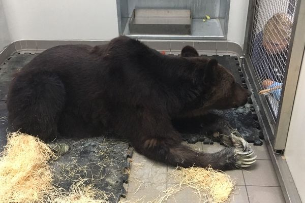 L'ours Mischa a été envoyé en urgence au Zoo refuge de la Tanière, à Nogent-le-Phaye