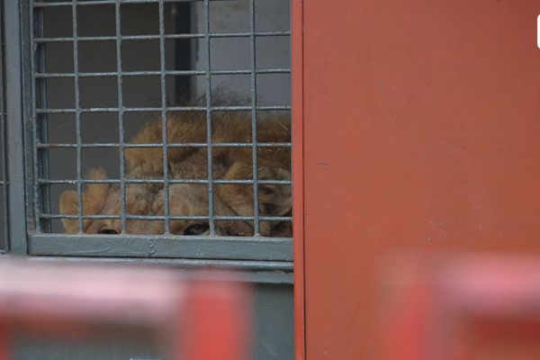 Elyo, le lion détenu dans un camion par le Buffalo Circus