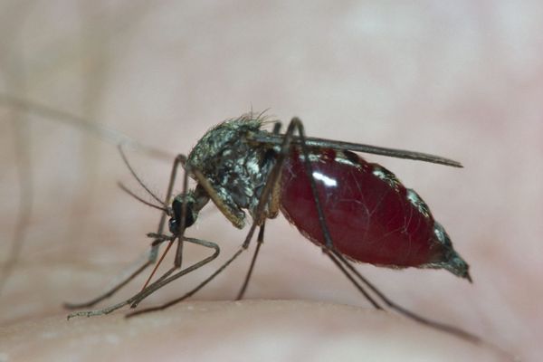 Le virus West Nile observé chez des chevaux en Corse, est transmis par le moustique commun type Culex.