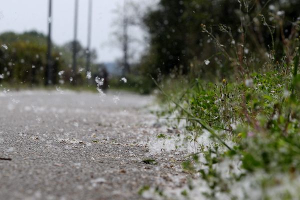 Le saule et les peupliers disséminent dans l'air leurs pollens allergènes