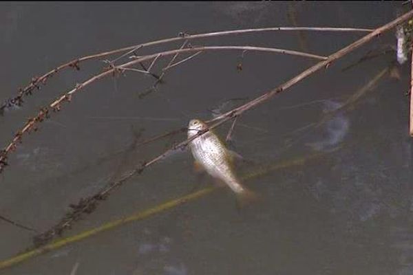 400 poissons ont été découverts morts dans un ruisseau à Marly (57).