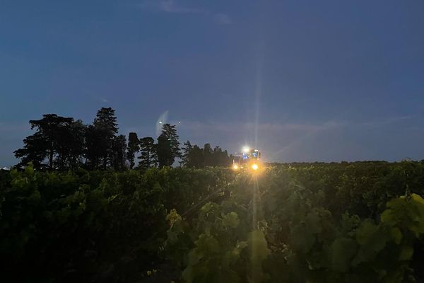 Début des vendanges nocturnes au Domaine Royal du Jarras, le 23 août 2022.