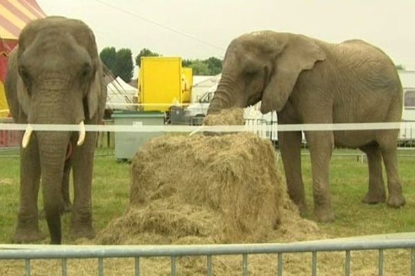 Les éléphants Kelia et Timba, présents à Saint-Tricat pour la fête des animaux. 