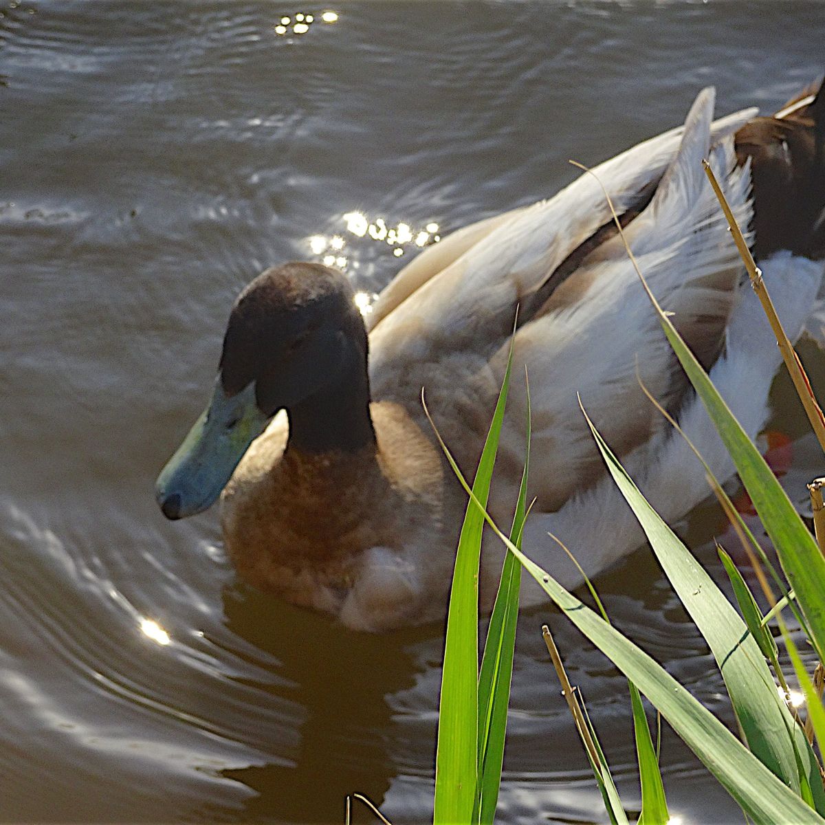 canard colvert en coupe