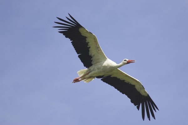 Une cigogne blanche aperçue dans le ciel de la Haute-Normandie.