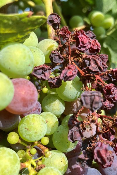 Le mildiou à l'assaut des vignes des Côteaux de la Vézère