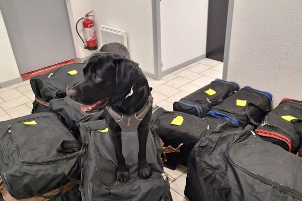 Le flair du chien anti-stupéfiant a permis la saisie de drogues.