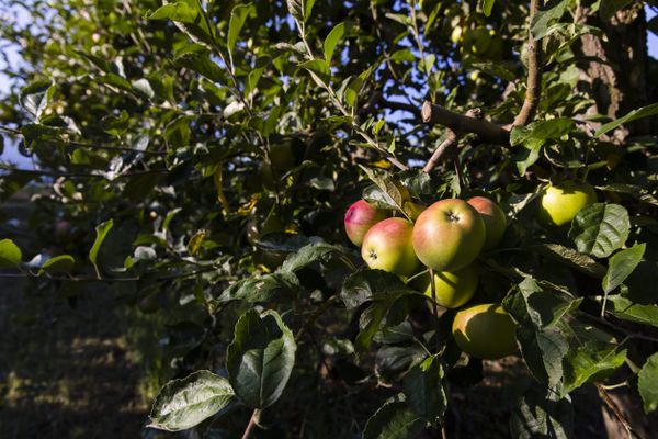 En Haute-Saône, dans le Doubs et le Territoire de Belfort, les particuliers qui n'utiliseront pas tous les fruits de leur vergers peuvent les donner à la Banque Alimentaire