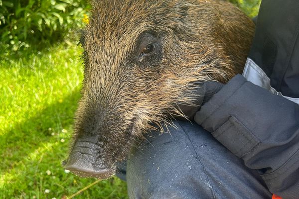 Le sanglier sauvé de la noyade est relâché sain et sauf