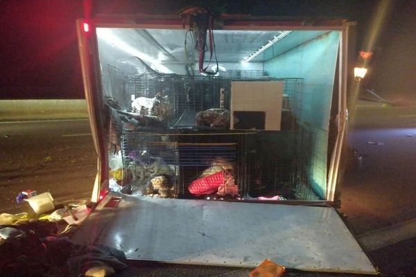 Nîmes - un camion de la SPA espagnole avec des chiens et des chats à bord percuté par une voiture volée en fuite - 12 août 2023.