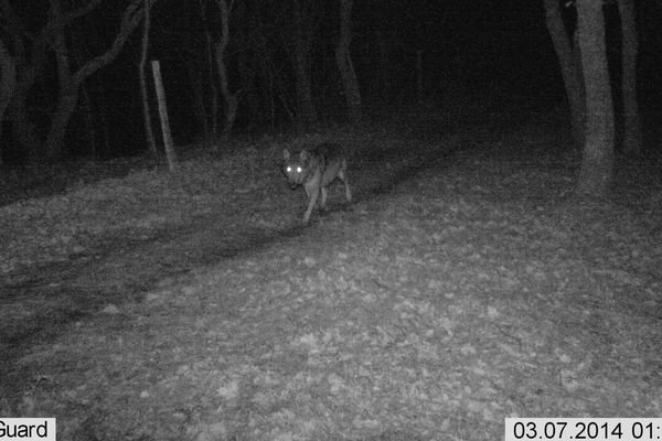 Le loup capté par le détecteur de présence de l'ONCFS 11 nà Ribouisse dans l'Aude à 1 h 20 du matin le 7 mars 2014
