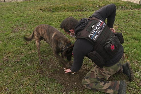 De la recherche de personnes, ou de stupéfiants, à l'appui judiciaire, les maîtres-chiens de la gendarmerie sont sollicités quasiment sur toutes les opérations