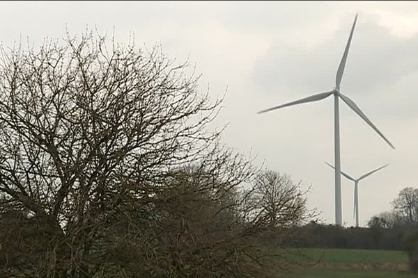 Un projet d'éoliennes près d'une zone Natura 2000 dans l'Aisne pourrait perturber des cigognes noires nichant sur place.