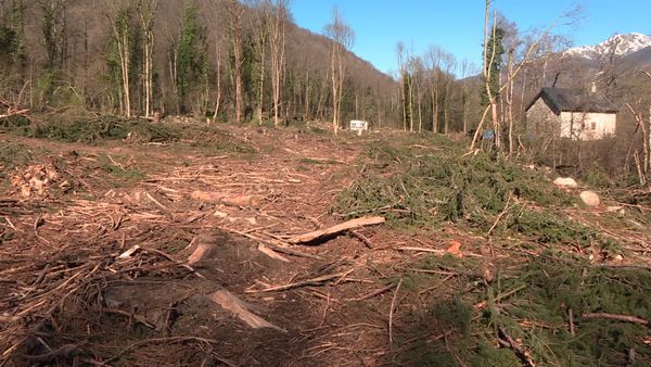 De la forêt entretenue par les propriétaires, il ne reste rien. Sauf l'impact écologique durable. 