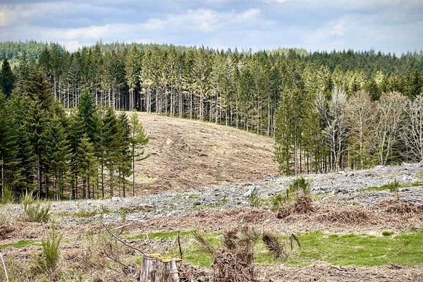 Coupe rase sur le plateau de Millevaches (Photo d'illustration)