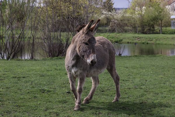 Pour illustration, un âne dans un parc de Thionville (Moselle) en avril 2021.