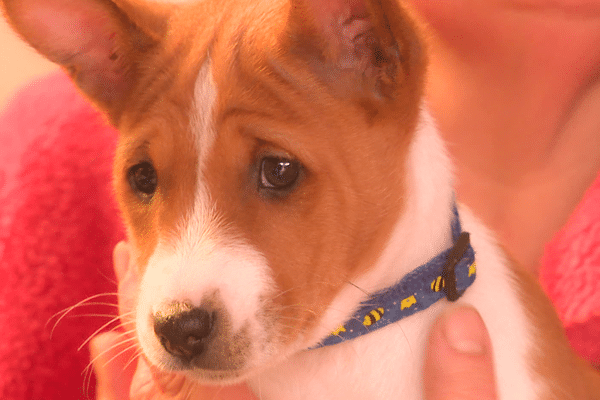 Un collier jaune et bleu, les couleurs de l'Ukraine, pour ce chien de race Basenji. Son élevage eurois permet à une éleveuse Ukrainienne en zone de guerre de poursuivre son travail.