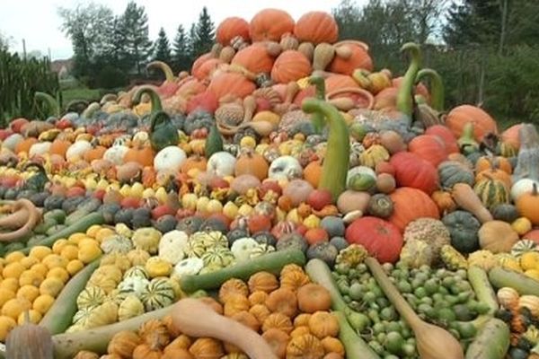 Clin d'oeil à Halloween. Le Royaume des Cucurbitacées est dans le Jura! A Larnaud, dans la Bresse jurassienne, un retraité cultive près d'un millier de courges ! 60 variétés différentes. Le plus gros légume pèse plus de 100 kilos.