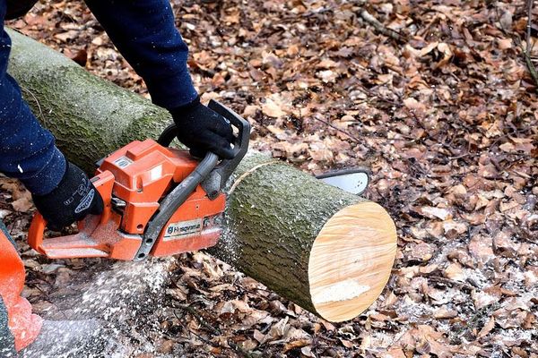 Une mort accidentelle survenue en plein abattage d'arbres à Etalondes (Seine-Maritime)