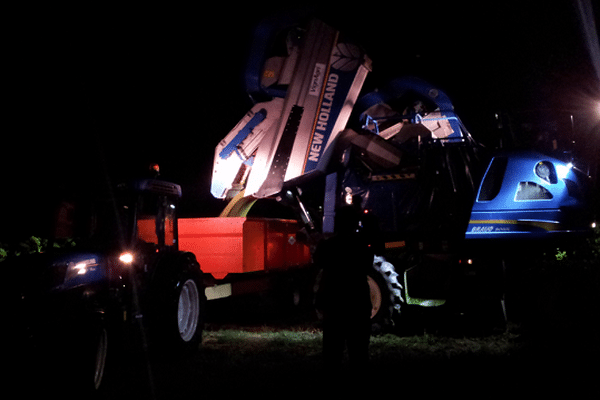 Vendanges sous les projecteurs