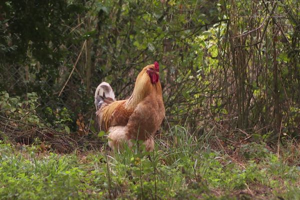 Une poule d'une exploitation du Titre (Somme), en septembre 2022.