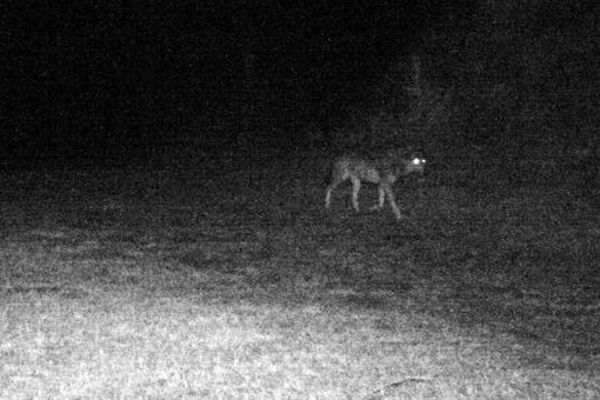 Cette photo d'un loup rôdant dans la commune de Ribouisse aurait été prise le 13 mars 2015.