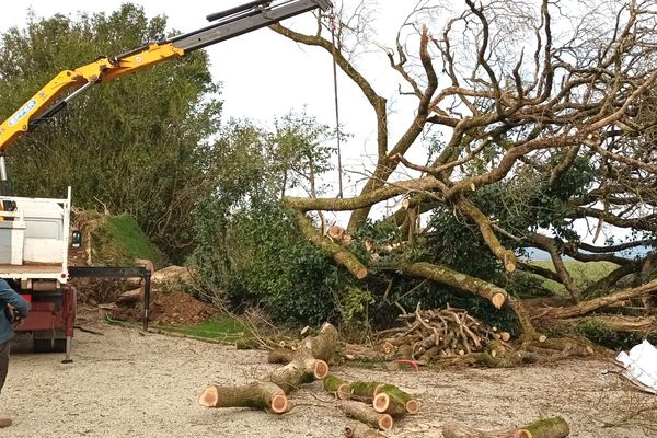 Le chêne vieux de 400 ans n'a pas résisté à la tempête Ciaran. L'arbre emblématique du manoir de Pen-ar-Voas a été débité sur place