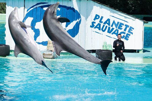 Un spectacle mettant en scène des dauphins à Planète sauvage le 29 septembre à Port-Saint-Père (Loire-Atlantique).