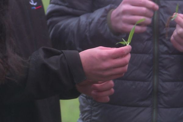 Les lycéens du lycée agricole de l'Ariège constatent les effets de l'urine sur les jeunes pousses.