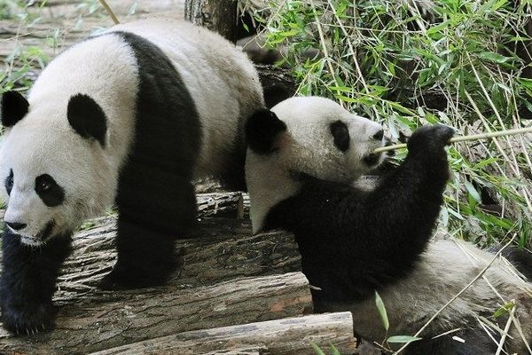 Les deux pandas prêtés par les chinois à La France