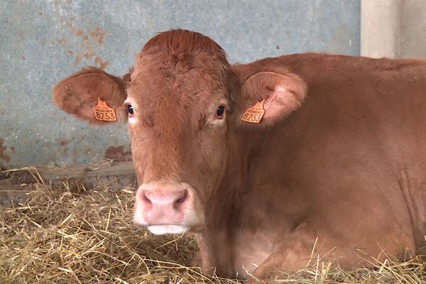 La Maladie Hémorragique Epizootique cause fièvre, troubles respiratoires, aphtes et affaiblit les animaux qui peinent à se nourir.