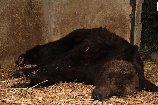 Mischa, l'un des trois ours, que l'association One Voice souhaite se voir confier.  
Photo prise en septembre 2019 dans le Loir-et-Cher au domicile du dresseur d'ours Sacha Poliakov. 