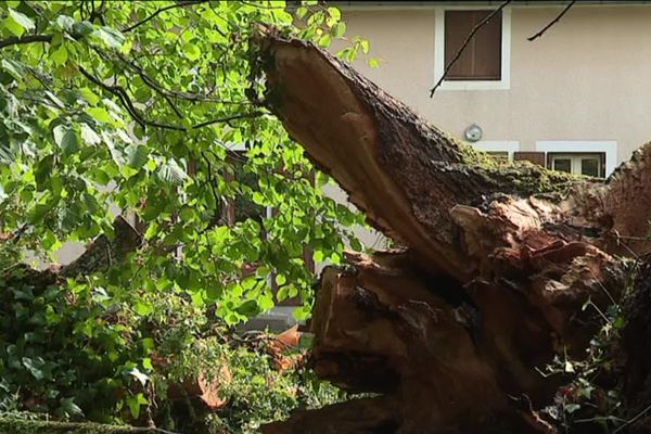 Le chêne de plus de 400 ans est tombé sur la toiture de la maison.