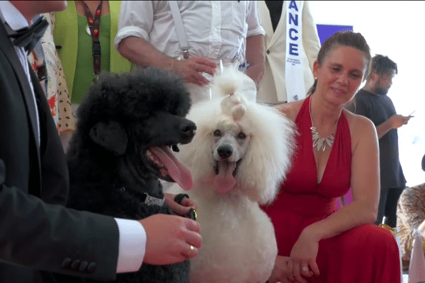 Deux caniches participent à un concours de beauté canin