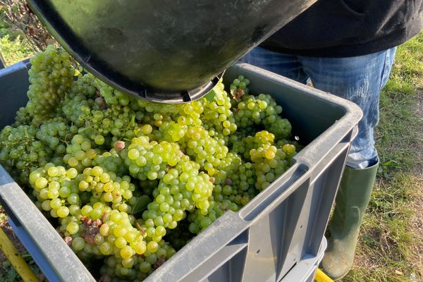 A l'issue des vendanges 2024, les acteurs du champagne devront sans doute fortement puiser dans la réserve.