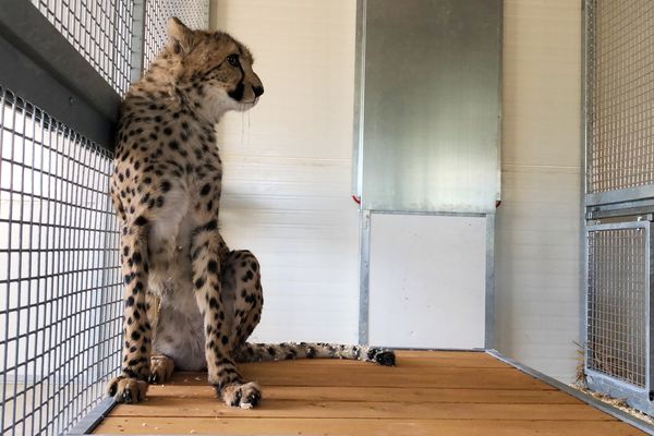 PHOTOS/VIDÉO. Au parc animalier de Charleville-Mézières, des