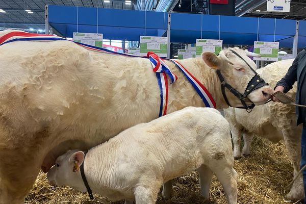 Première et son veau Vedette, au salon de l'Agriculture à Paris, le 28 février 2024.