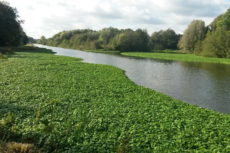 Water pennywort, an exotic invasive plant that colonizes the Sambre