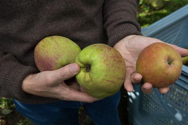 Materne recrute des cueilleurs de pommes dans l'Aisne