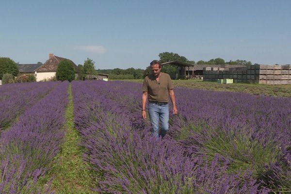 Ce champ de lavandin n'est pas en Provence, mais à Vic-sur-Breuilh en Haute-Vienne !