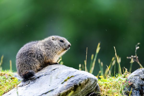 Une petite marmotte des Alpes sur un rocher. (Illustration)