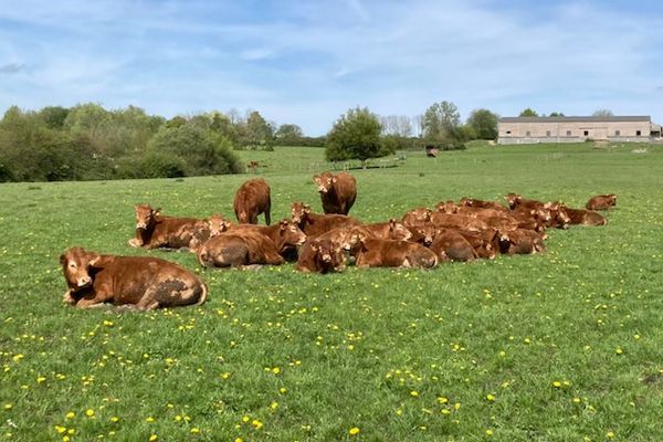 Une partie du troupeau de Jean-Chistophe Bertrand, à Petit-Fayt (Nord)